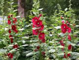 Hollyhocks