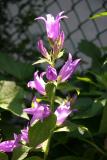 Bells or Campanula