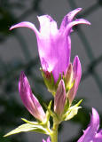 Bells or Campanula