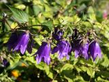 Bells or Campanula