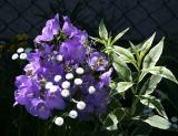 Balloon Flowers & Pearl Buttons