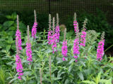 Loosestrife