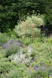 Summer Garden - Lavender, Stachys, Dogwood, Salvia...
