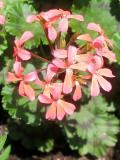 Geranium