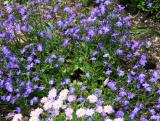 Lobelia & Miniature Asters