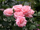 Tiffany Rose Bouquet