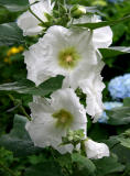 Hollyhocks