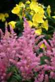 Astilbe & Evening Primroses