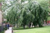 Beech Trees - NYU Silver Towers Gardens