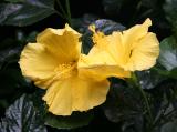 Yellow Hibisbus - Coffee Time Flower Pot