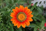 Gerbera in a Flower Box - Dojo Restaurant