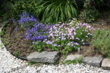 Garden Plot - Lobelia & Asters