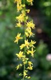 Golden Rain Tree Blossoms