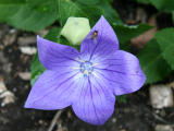 Balloon Flower