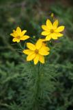 Coreopsis Asters