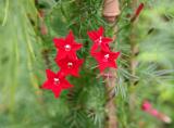 Ipomea quamoclit or Red Cypress Vine