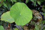 American Lotus or Nelumbo lutea