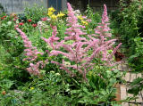 Astilbe or Pink Feathers