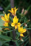 Alstroemeria