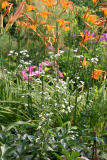 Day Lilies & Camomile Asters