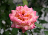 Chicago Peace Rose