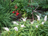 White Goosenecks & Red Salvia
