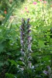 Acanthus