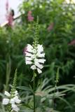 Physostegia or Obedient Flower