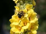 Bee on Verbascum Blossoms