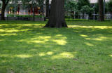 Morning Sunlight on Green Grass