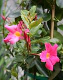 Mandevilla