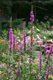 Loosestrife & Garden View