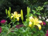 Lilies, Bee Balm and Butterfly Bush Blossoms
