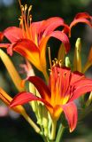 Day Lilies