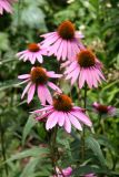 Echinacea