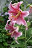 Stargazer Lilies