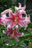 Stargazer Lilies