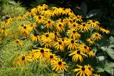 Blackeyed Susans