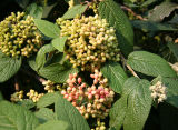 Viburnum Berries