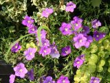 Nierembergia hippomanica var. caerulea - Cup Flower