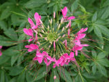 Cleome or Spider Flower