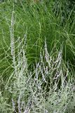 Russian Sage & Summer Grass
