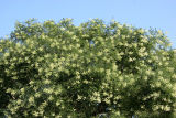 Japanese Scholar Trees in Bloom