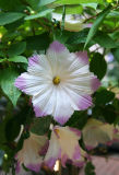 Silk Hibiscus Flowers in a Bush