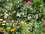 Thalictrum or Meadow Rue Screen