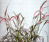 NYU Sidewalk Garden - Grass