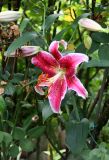 Lily