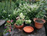 Bird Bath Potted Flower Arrangements