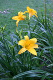 Yellow Lilies