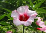 Hibiscus Blossom